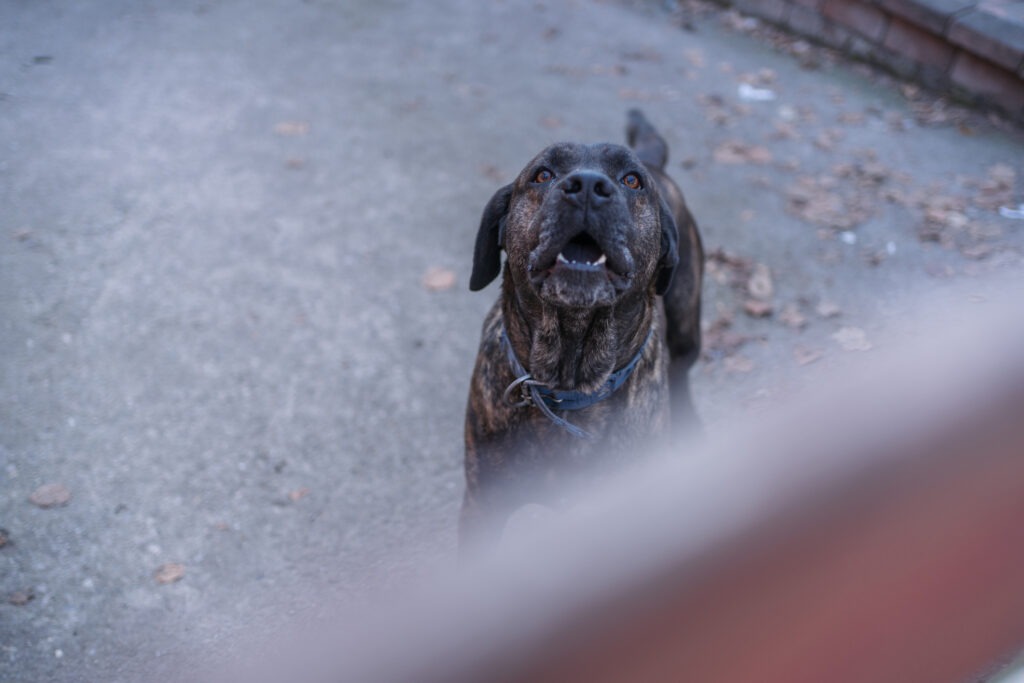 Dog bite injury lawyer